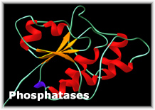 磷蛋白质磷酸酶