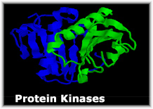 蛋白质Kianses