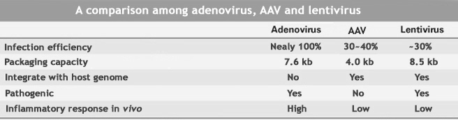 腺病毒、AAV和慢病毒的比较